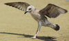 Larus armenicus
